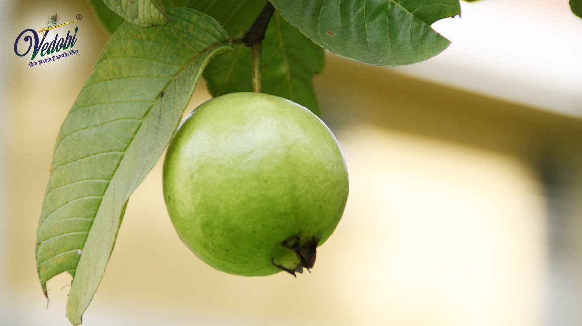 Nutrients and Benefits of Guava